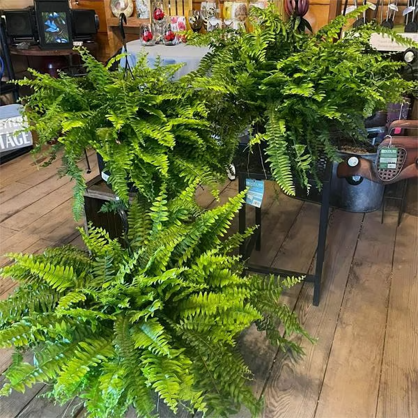 🌺Mother's Day 50% OFF🌱--🌿UV Resistant Lifelike Artificial Boston Fern