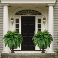 🌺Mother's Day 50% OFF🌱--🌿UV Resistant Lifelike Artificial Boston Fern