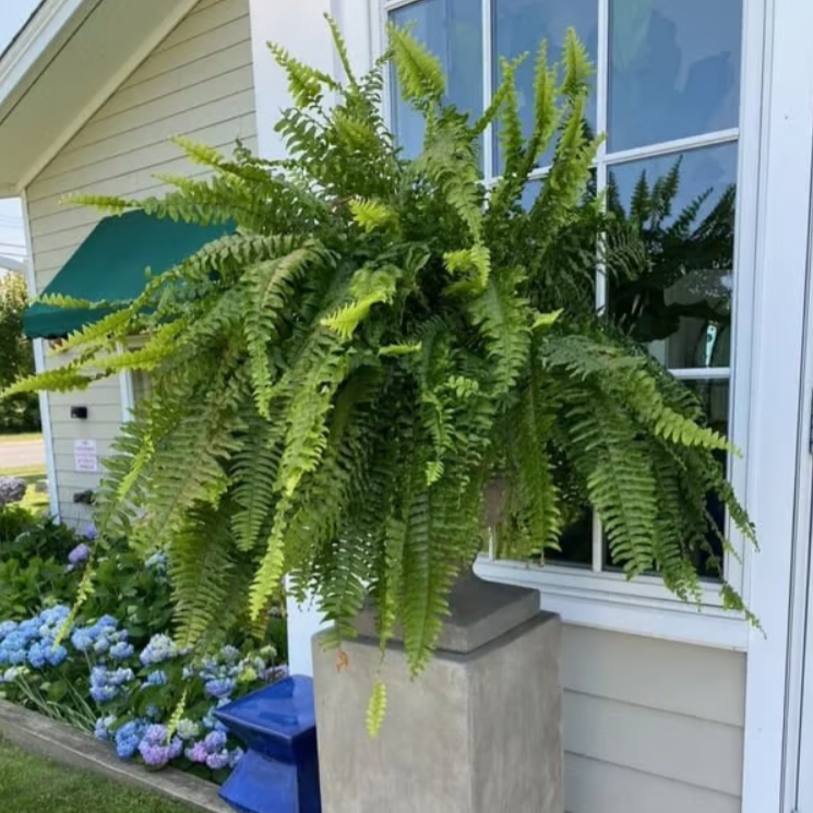 🌺Mother's Day 50% OFF🌱--🌿UV Resistant Lifelike Artificial Boston Fern