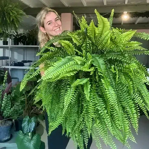 🌺Mother's Day 50% OFF🌱--🌿UV Resistant Lifelike Artificial Boston Fern