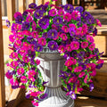 🌺Mother's Day 50% OFF🌺UV Resistant Hanging Artificial Morning Glory Vine 💖